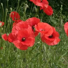 Мак дикий (papaver rhoeas l