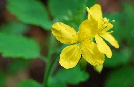 Масло чистотілу властивості, застосування, склад, як приготувати масло чистотілу (склад) Масло чистотілу властивості, застосування, склад, як приготувати масло чистотілу