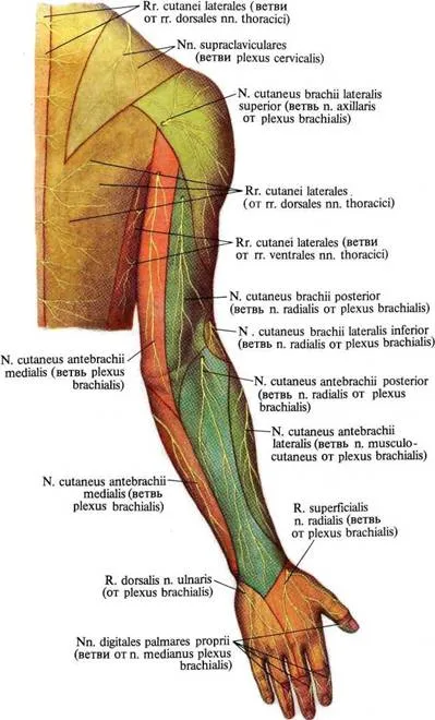 Медіальний пучок плечового сплетення, анатомія в картинках (долонний палацовий нерв) Медіальний пучок плечового сплетення, анатомія в картинках