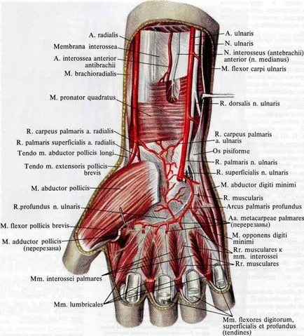 Медіальний пучок плечового сплетення, анатомія в картинках (долонний палацовий нерв) Медіальний пучок плечового сплетення, анатомія в картинках