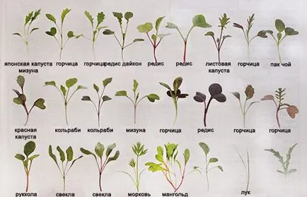 Мікрозелень будинку без прорастітеля