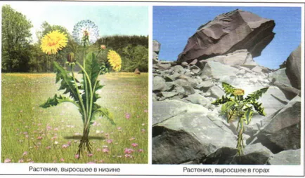 Модификационная мінливість, біологія (мінливість) Модификационная мінливість, біологія
