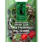 Молочай трикутний правильний догляд в домашніх умовах, розмноження (домашніх) Молочай трикутний правильний догляд в домашніх умовах, розмноження
