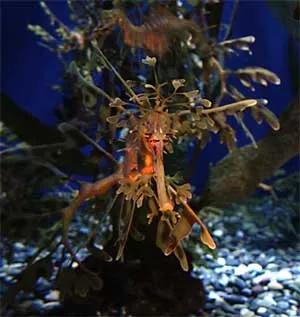 Морський коник - диво-риба з головою коня (морський коник) Морський коник - диво-риба з головою коня