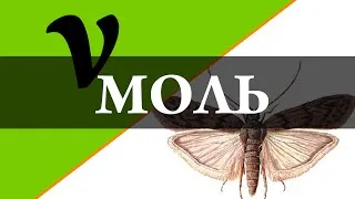 Моль як виглядає, що їсть, види