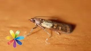 Моль як виглядає, що їсть, види