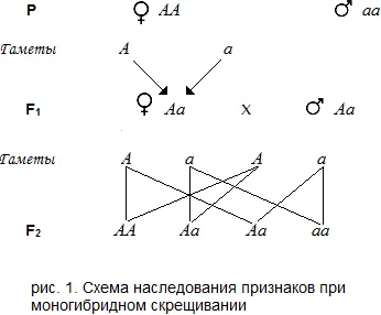Моногибридное схрещування