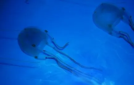 Морська оса або австралійська кубічна медуза (лат (медуза) Морська оса або австралійська кубічна медуза (лат