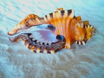 Морські мушлі (40 фото) (існує двох однакових) Морські мушлі (40 фото)