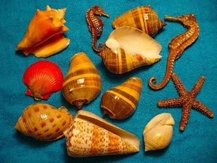 Морські мушлі (40 фото) (існує двох однакових) Морські мушлі (40 фото)