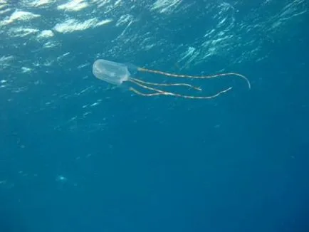 Морська оса або австралійська кубічна медуза (лат (медуза) Морська оса або австралійська кубічна медуза (лат