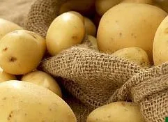 Мій «секрет» вирощування картоплі, клуб органічного землеробства
