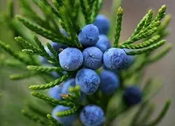 Ялівець розмноження відводками і насінням (ялівець розмноження) Ялівець розмноження відводками і насінням