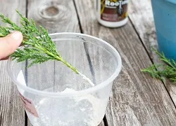 Ялівець розмноження відводками і насінням (ялівець розмноження) Ялівець розмноження відводками і насінням