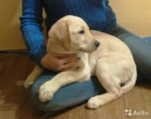 Чи можна годувати цуценя педигри, мій щеня (Детальніше можна годувати) Чи можна годувати цуценя педигри, мій щеня