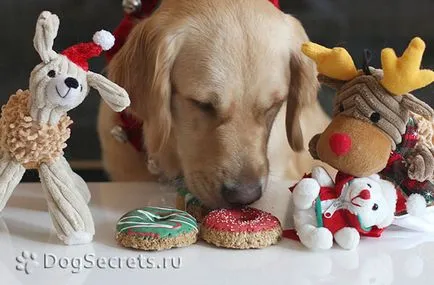 Чи можна собакам печиво і як його приготувати своїми руками (печиво для собак) Чи можна собакам печиво і як його приготувати своїми руками