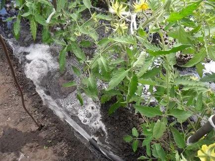 Чи можна поливати помідори холодною водою (поливати) Чи можна поливати помідори холодною водою