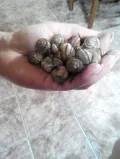 Народні засоби захисту від равликів і слимаків