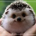 М'ясо бабака корисні властивості (властивості) М'ясо бабака корисні властивості