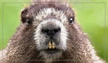 М'ясо бабака корисні властивості (м'ясо) М'ясо бабака корисні властивості