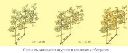 На якій відстані садити огірки в теплиці (садити) На якій відстані садити огірки в теплиці