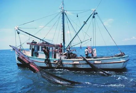 Покарання і штраф за ловлю риби сітками закон, вимоги та правила (покарання) Покарання і штраф за ловлю риби сітками закон, вимоги та правила
