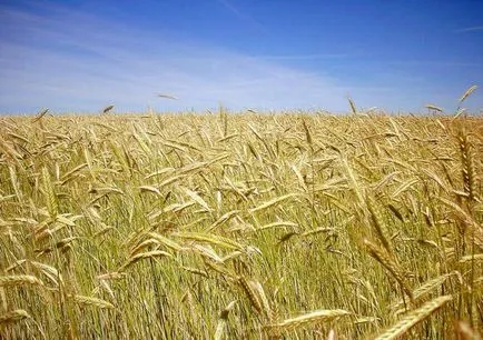 Народна культура білорусі