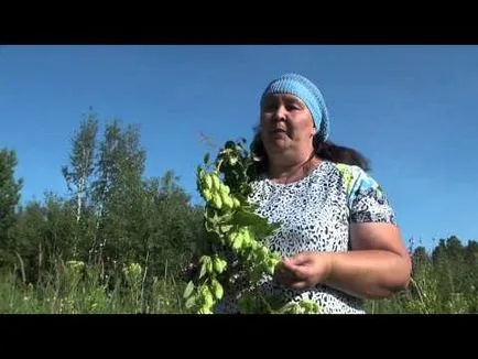 Настоянка каланхое при варикозі рецепти приготування і застосування в домашніх умовах