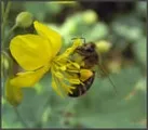Нектар квітів (квітів) нектар квітів