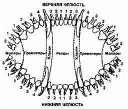 Трохи незвичайного про зубах собак (кістки) Трохи незвичайного про зубах собак
