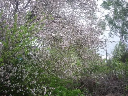 Незвичайна історія будівництва або рай в курені (курені) Незвичайна історія будівництва або рай в курені