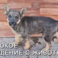 моральна гидливість