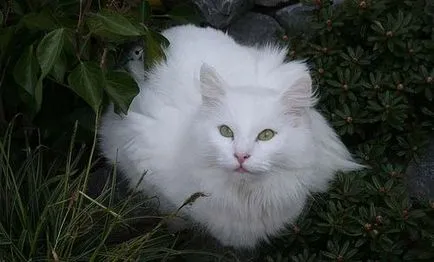 Норвезька лісова кішка фото, опис породи, характер, відео, ціна - муркоте про кішок і котів (лісова) Норвезька лісова кішка фото, опис породи, характер, відео, ціна - муркоте про кішок і котів