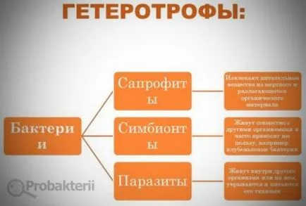 Нитрифицирующие бактерії по групі харчування є хемотрофов, їх відмінності від автотрофів, (бактерії) Нитрифицирующие бактерії по групі харчування є хемотрофов, їх відмінності від автотрофів,