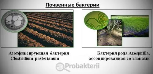 Нитрифицирующие бактерії по групі харчування є хемотрофов, їх відмінності від автотрофів, (хемотрофов) Нитрифицирующие бактерії по групі харчування є хемотрофов, їх відмінності від автотрофів,