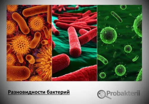 Нитрифицирующие бактерії по групі харчування є хемотрофов, їх відмінності від автотрофів, (групі) Нитрифицирующие бактерії по групі харчування є хемотрофов, їх відмінності від автотрофів,