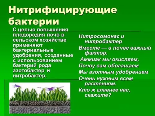 Нитрифицирующие бактерії по групі харчування є хемотрофов, їх відмінності від автотрофів, (нитрифицирующие) Нитрифицирующие бактерії по групі харчування є хемотрофов, їх відмінності від автотрофів,