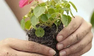 Для чого потрібні квіти (квіти) Для чого потрібні квіти