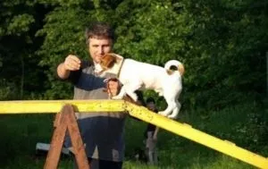 Дресирування джек-рассел-тер'єра в домашніх умовах інструкція з відео (дресирування) Дресирування джек-рассел-тер'єра в домашніх умовах інструкція з відео