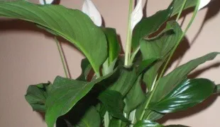 Для чого потрібні квіти (квіти) Для чого потрібні квіти