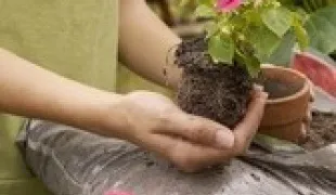 Для чого потрібні квіти (рослина) Для чого потрібні квіти