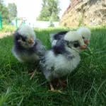 Огляд голландської белохохлой породи курей характеристика з фото і відео (голландської) Огляд голландської белохохлой породи курей характеристика з фото і відео