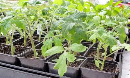 Обробка помідор бордоською рідиною