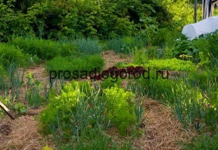 Город під соломою посадка і вирощування рослин, фото і відео (соломою) Город під соломою посадка і вирощування рослин, фото і відео