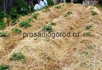 Город під соломою посадка і вирощування рослин, фото і відео (вирощування) Город під соломою посадка і вирощування рослин, фото і відео