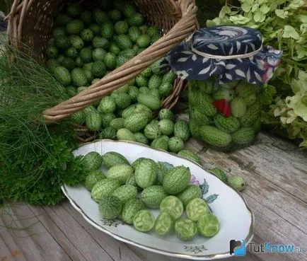 Огірок африканський мелотрия склад, калорійність, користь, рецепти