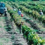 Опора для виноградних кущів