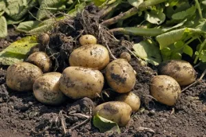 Досвід вирощування картоплі - 20 кущів - 40 відер (кущів) Досвід вирощування картоплі - 20 кущів - 40 відер