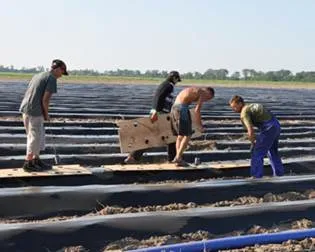 Досвід впровадження інтенсивних технологій вирощування суниці в південних регіонах України - студопедія (технологій) Досвід впровадження інтенсивних технологій вирощування суниці в південних регіонах України - студопедія