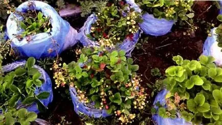 Досвід вирощування полуниці в мішках (мішках) Досвід вирощування полуниці в мішках